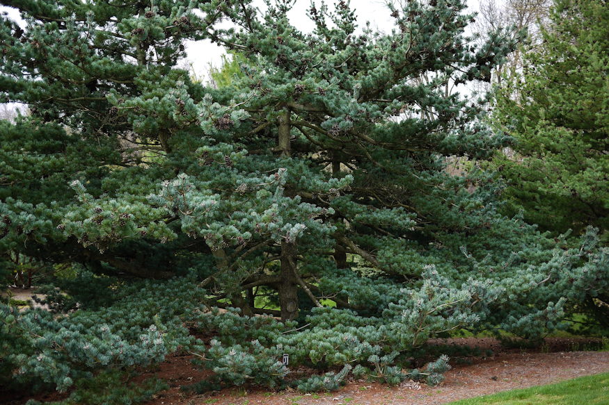 Japanese White Pine