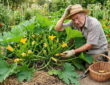 The July Mystery of Squash: Plenty of Flowers, But Where Are the Fruits?