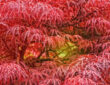 A Guide to Growing Laceleaf Japanese Maple