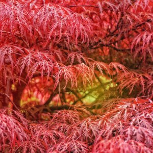 A Guide to Growing Laceleaf Japanese Maple