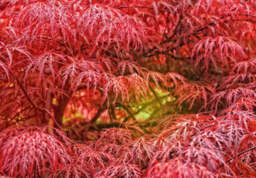 A Guide to Growing Laceleaf Japanese Maple