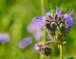 Lacy Phacelia in Your Garden