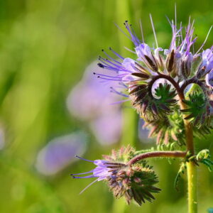 Lacy Phacelia in Your Garden