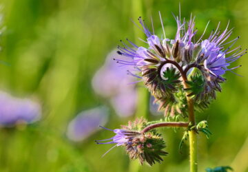 Lacy Phacelia in Your Garden