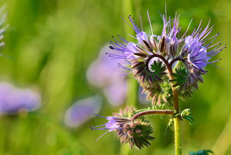 Lacy Phacelia in Your Garden