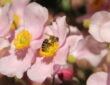 Fall-Flowering Perennials Nourishing Bees