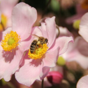 Fall-Flowering Perennials Nourishing Bees