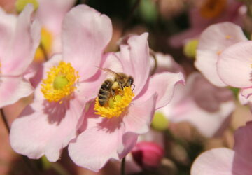 Fall-Flowering Perennials Nourishing Bees