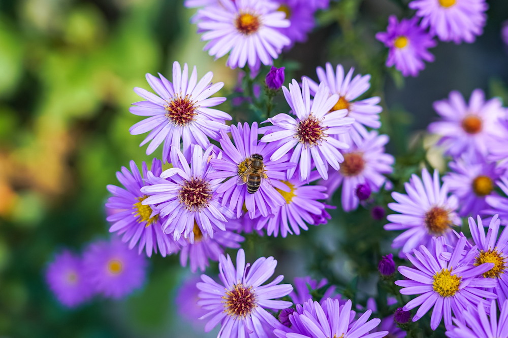 Late Blooms: Fall-Flowering Perennials Nourishing Bees – Garden Guide