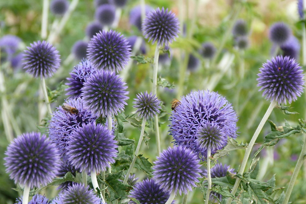 Late Blooms: Fall-Flowering Perennials Nourishing Bees – Garden Guide