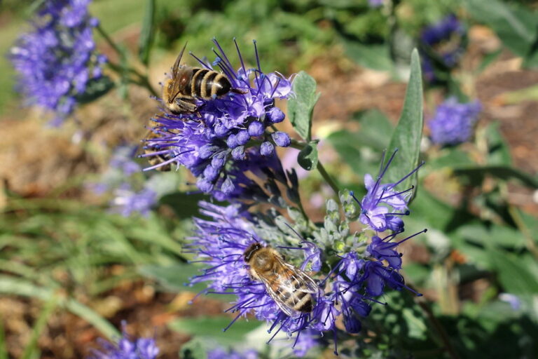 Fall Summer Bee Late Blooms: Fall-Flowering Perennials Nourishing Bees – Garden Guide
