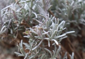 Pruning Lavender