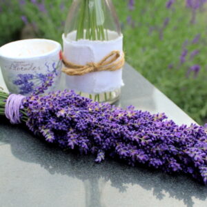 Lavender: 10 Fascinating Facts