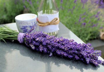 Lavender: 10 Fascinating Facts