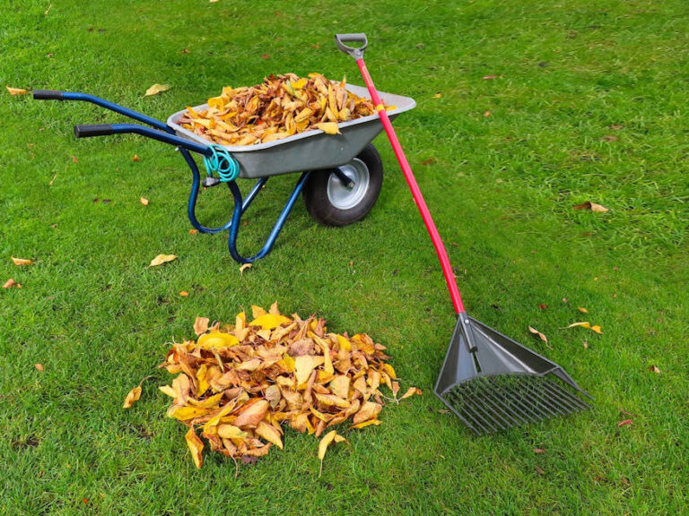 Autumn Lawn Care Guide 4 Essential Tips for Ensuring a Lush Lawn Come