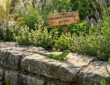 A Lizard in the Garden Isn’t a Problem — It’s a Compliment