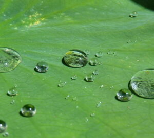 The Wonders of the Lotus Effect