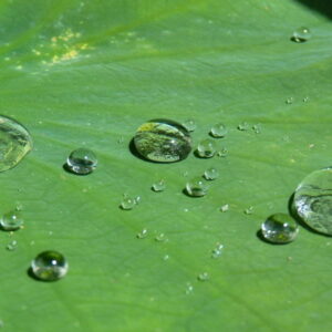 The Wonders of the Lotus Effect