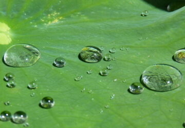 The Wonders of the Lotus Effect