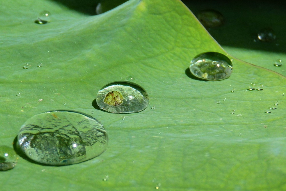 The Wonders of the Lotus Effect: Nature’s Self-Cleaning Secret – Garden ...