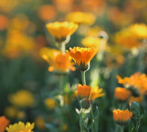 Meet the Best Low-Maintenance Ground Cover Plants