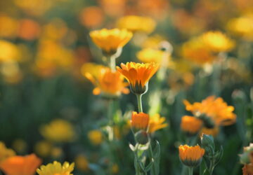 Meet the Best Low-Maintenance Ground Cover Plants