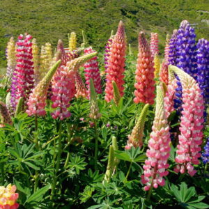 Lupine 101