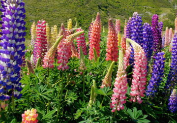 Lupine 101