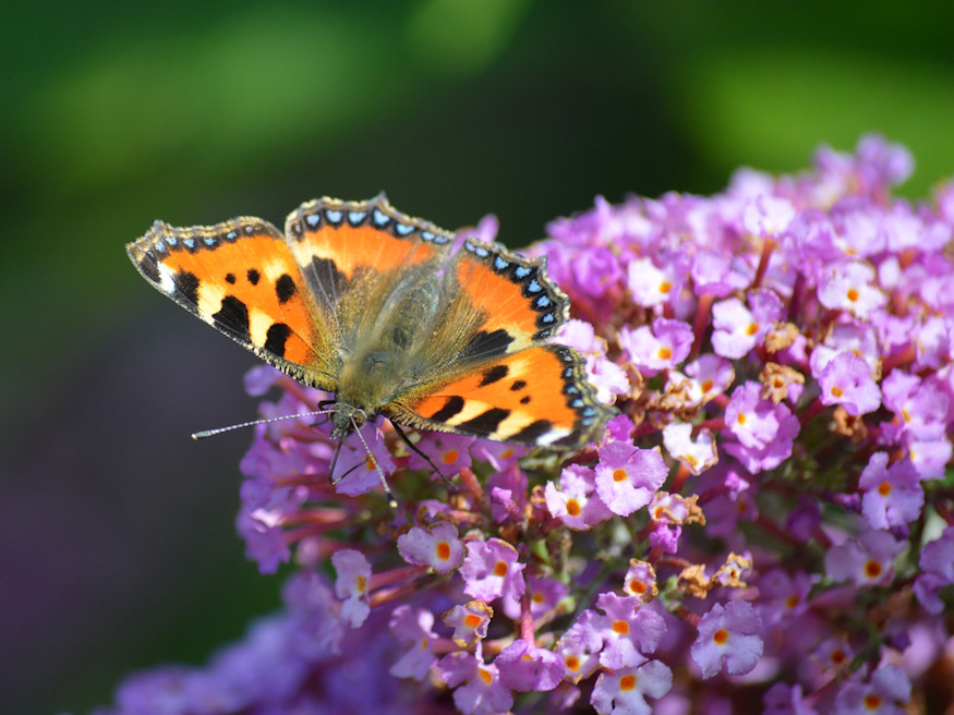 Graceful Guests: Exploring the Majestic Butterflies that Flutter to the ...