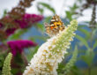 Butterflies that Flutter to the Butterfly Bush for Nectar