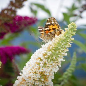 Butterflies that Flutter to the Butterfly Bush for Nectar