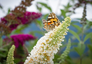 Butterflies that Flutter to the Butterfly Bush for Nectar
