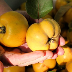 Making Quince Paste