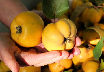Making Quince Paste