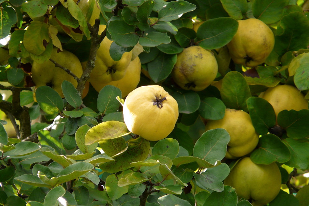 Making Quince Paste: A Delightful Winter Treat for Gardeners – Garden Guide