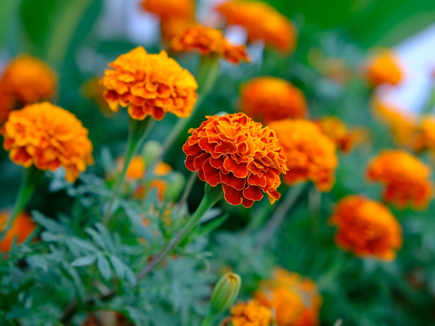 Marigolds in the Vegetable Garden