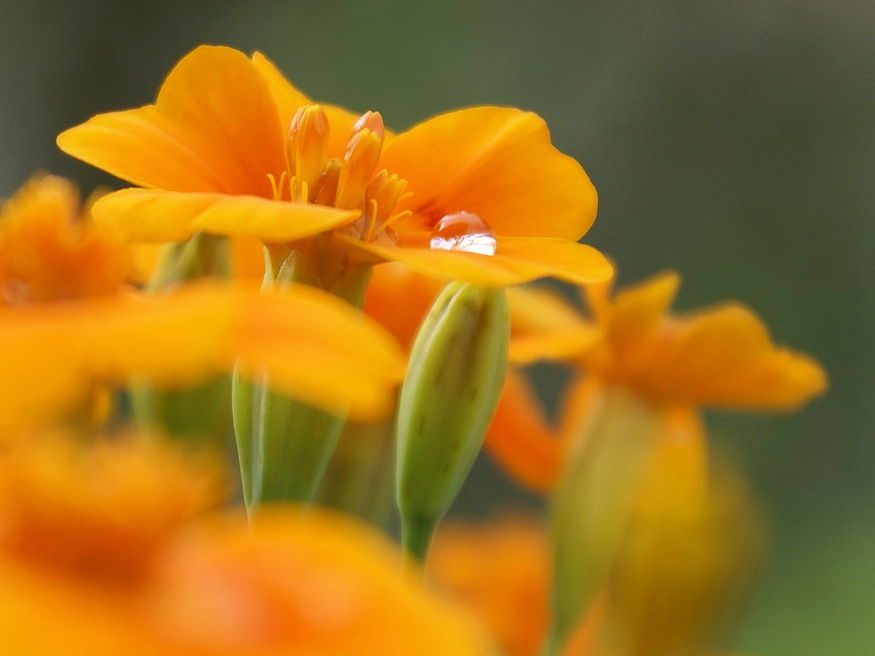 Marigolds in the Vegetable Garden