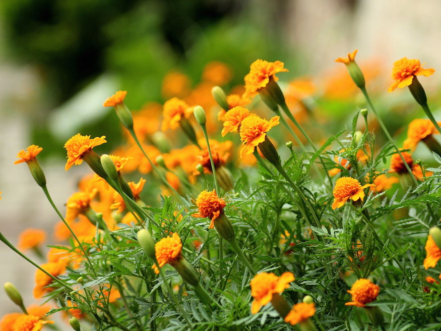 Marigolds in the Vegetable Garden