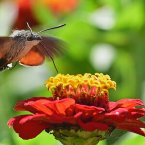 Marvels of the Hummingbird Hawk-Moth