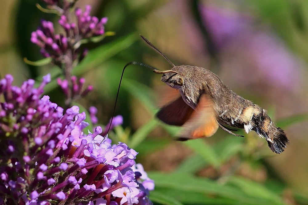 Unveiling the Marvels of the Hummingbird Hawk-Moth: Nature’s ...