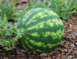 Mastering Watermelon Care