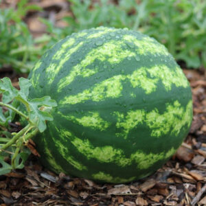 Mastering Watermelon Care