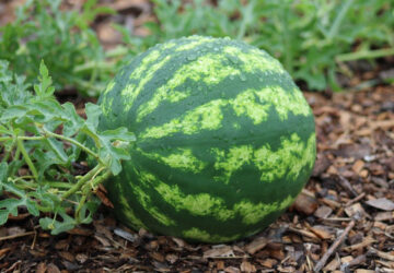 Mastering Watermelon Care