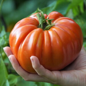 Maximize Your Summer Harvest