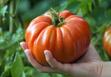Maximize Your Summer Harvest