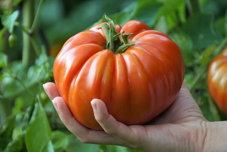 Maximize Your Summer Harvest