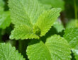 Lemon Balm: Creative Ways to Use Abundant Garden Yield