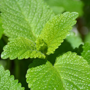 Lemon Balm: Creative Ways to Use Abundant Garden Yield