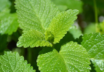 Lemon Balm: Creative Ways to Use Abundant Garden Yield