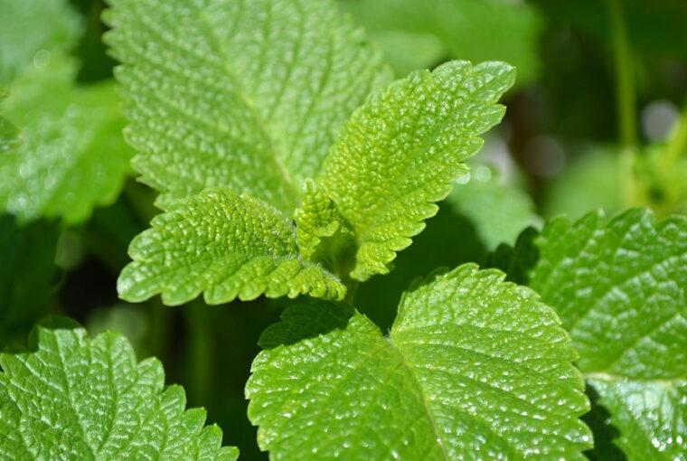 Lemon Balm: Creative Ways to Use Abundant Garden Yield